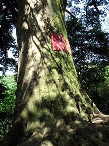 Large
